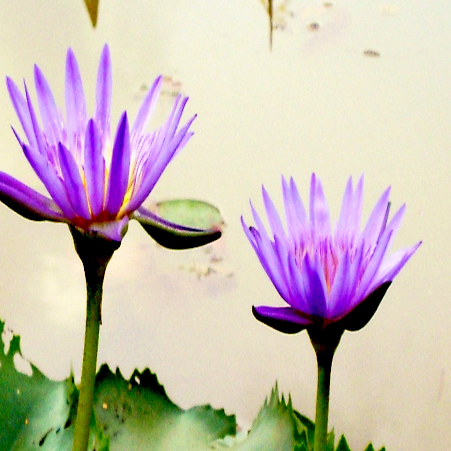 Blue Lotus Seed Essential Oil (India)