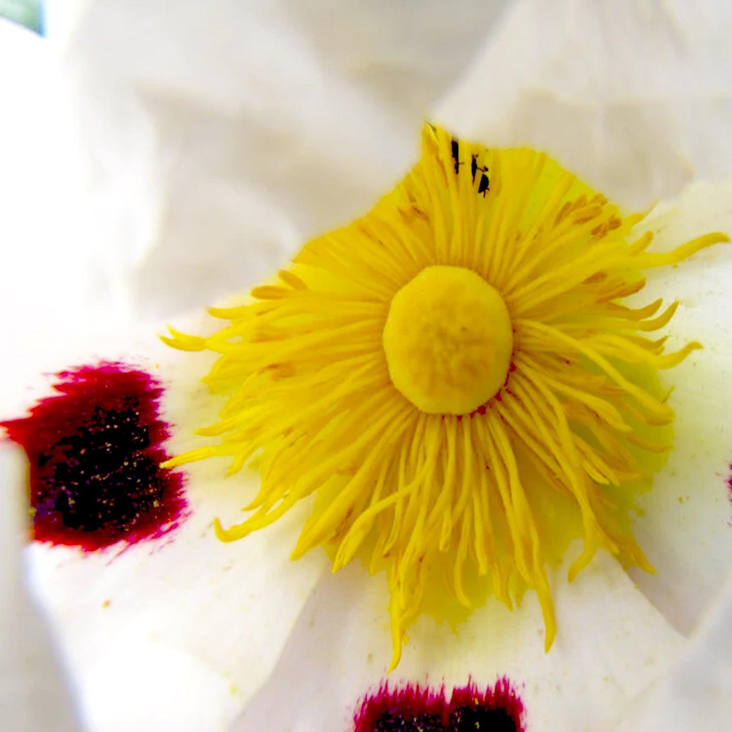 Cistus Absolute - Spain