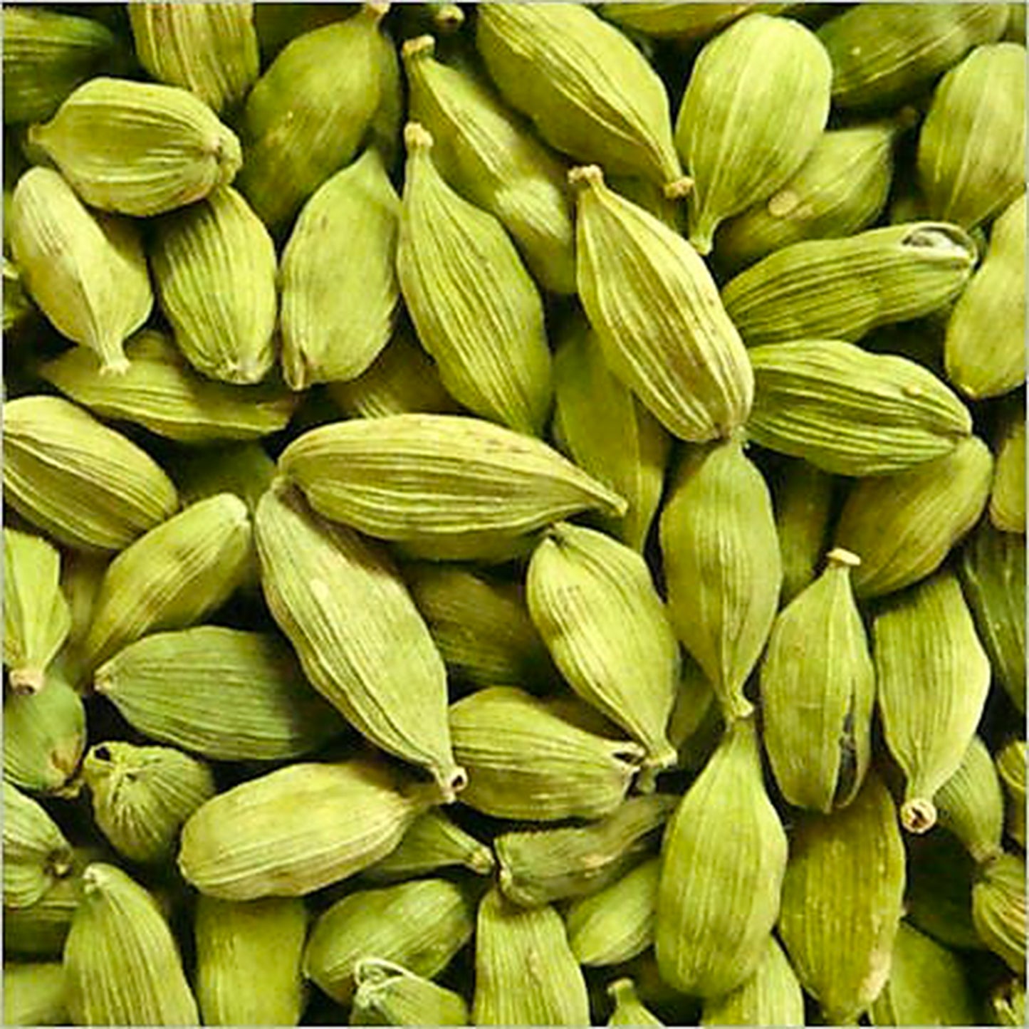 Cardamom Essential Oil CO2