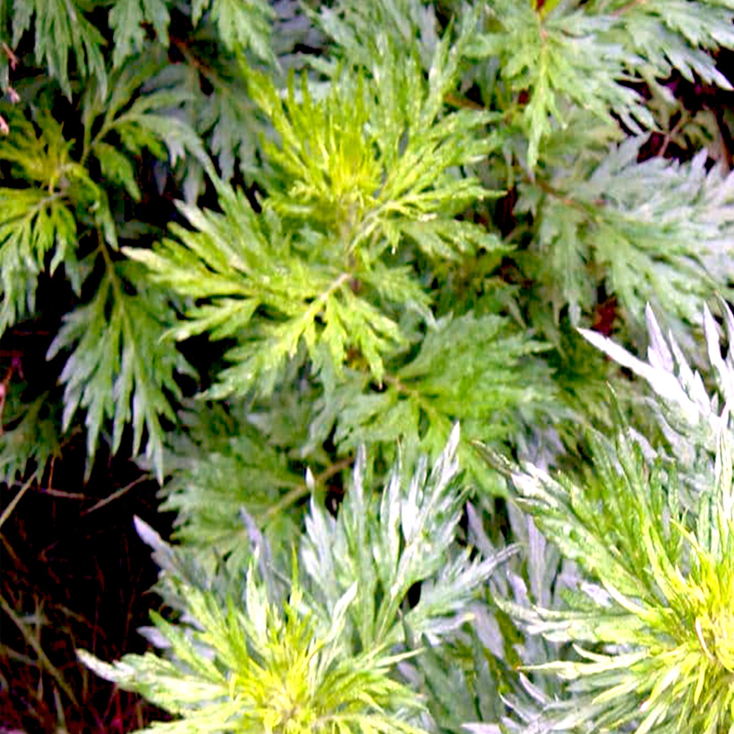 Davana Essential Oil