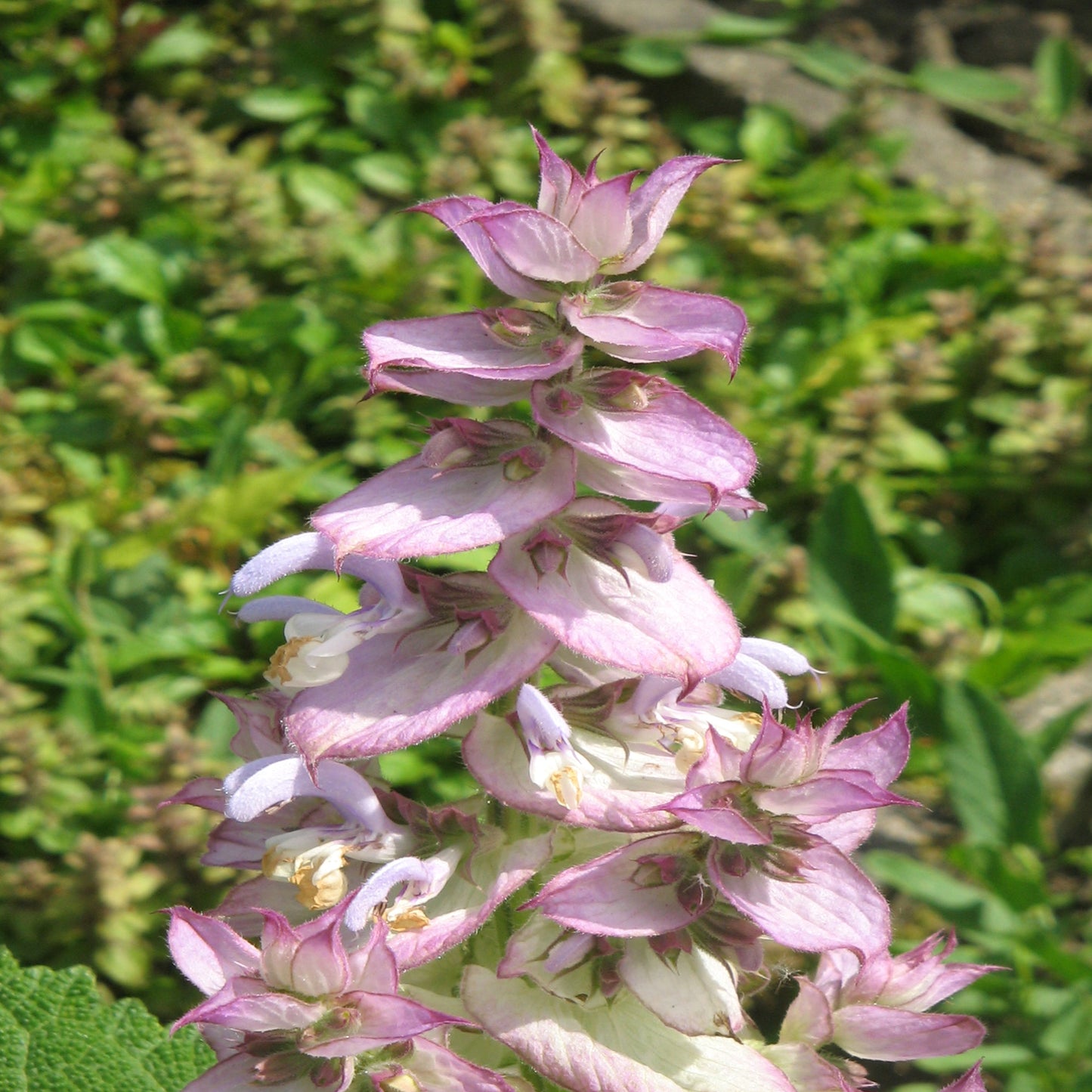 Clary Sage Essential Oil
