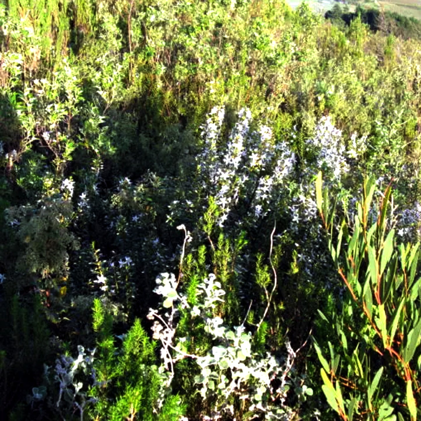 Bucchu Essential Oil