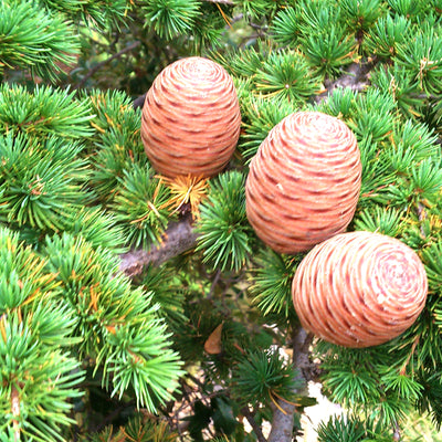 Cedarwood Atlas Essential Oil