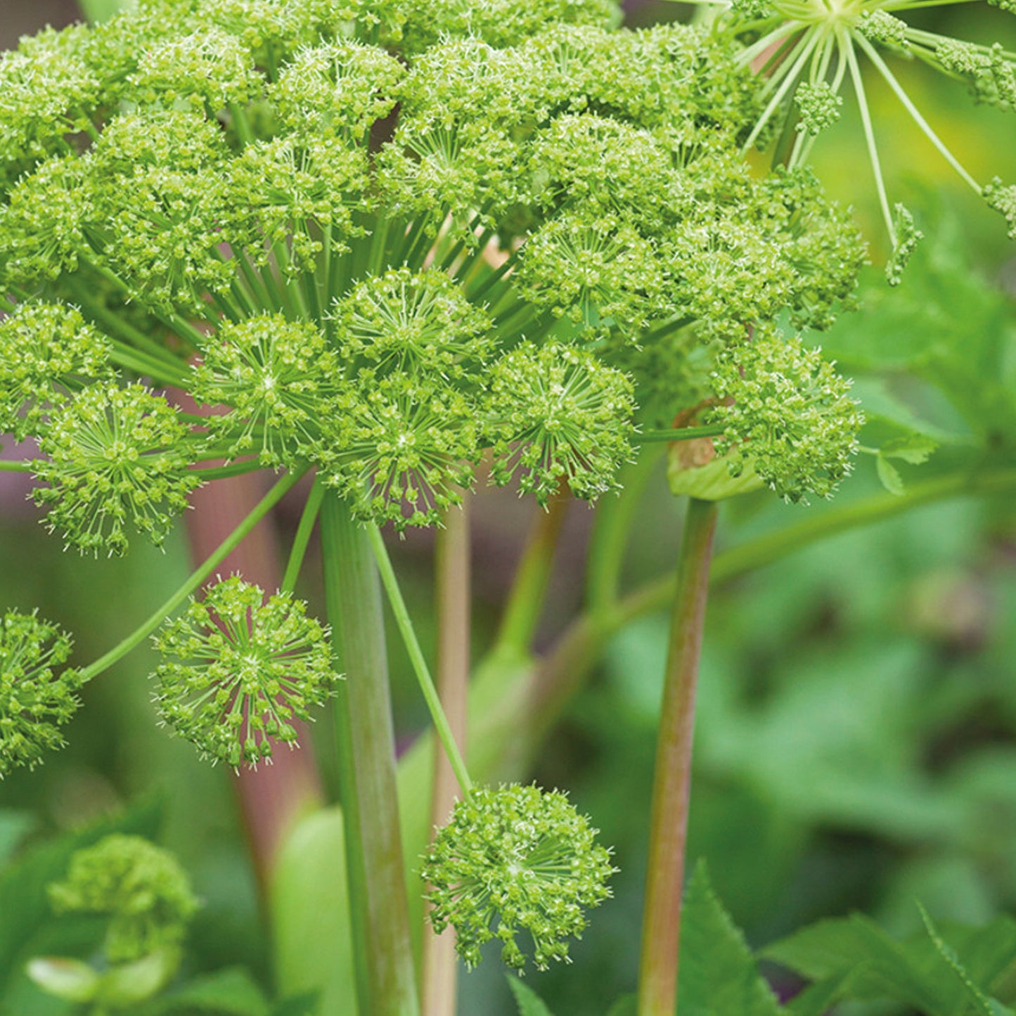 Angelica Roots Essential Oil
