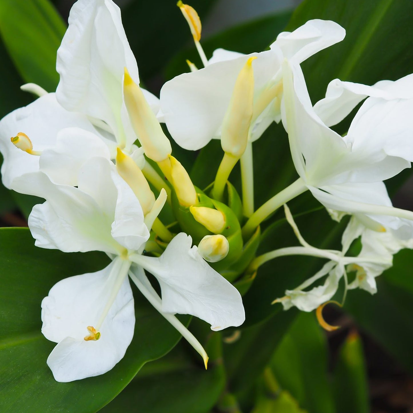 Ginger Lily Essential Oil CO2