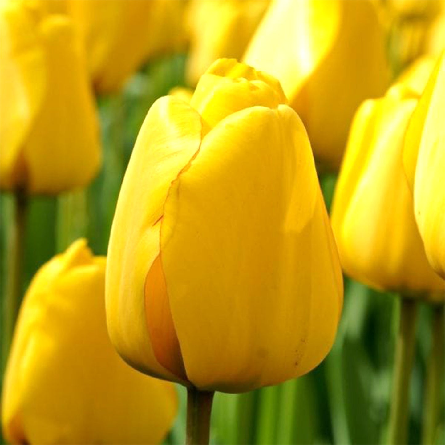 Tulipifera Leaves Absolute