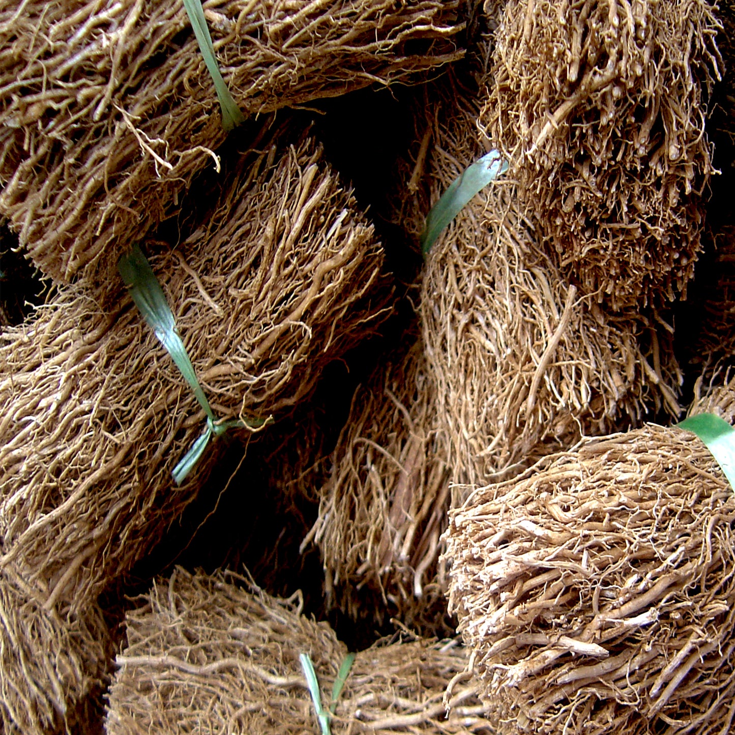 Vetiver Essential Oil (Haiti)