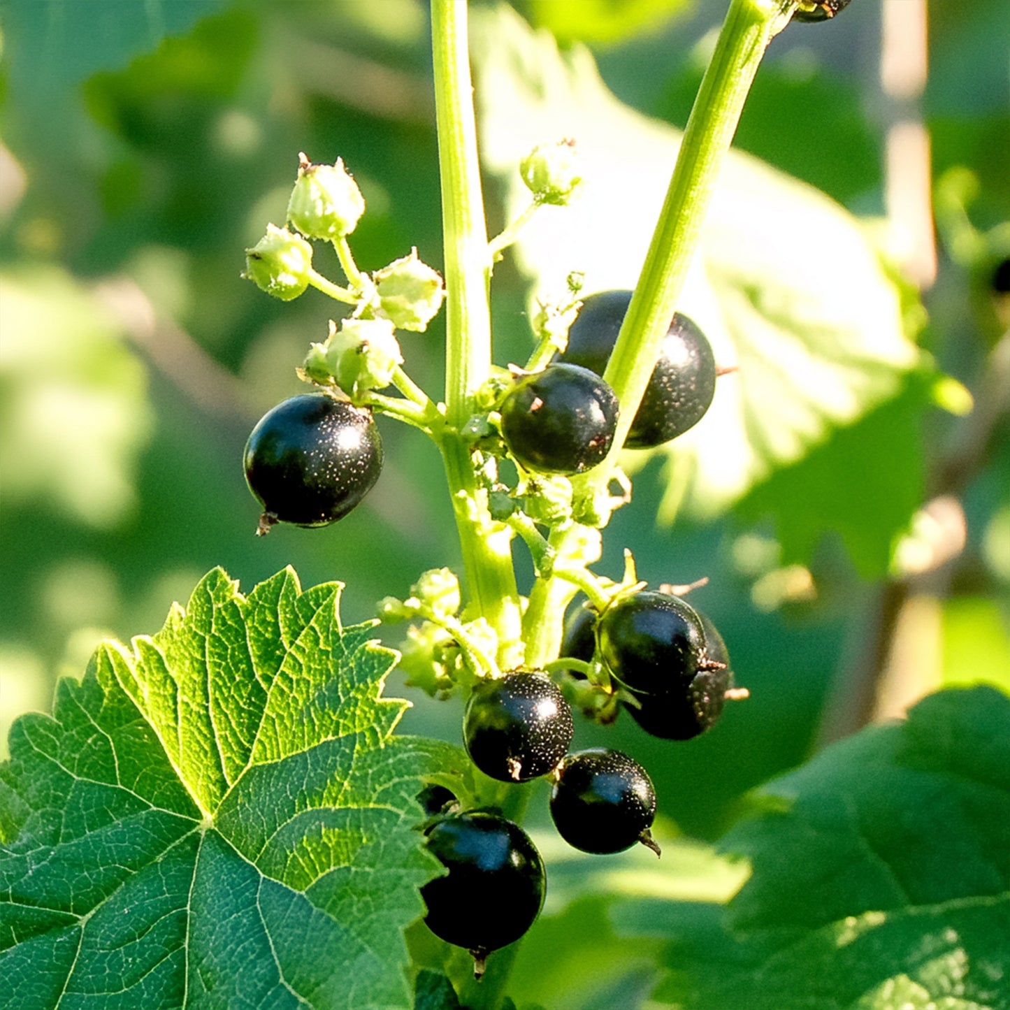 Blackcurrant Bud Absolute - 28% ETH