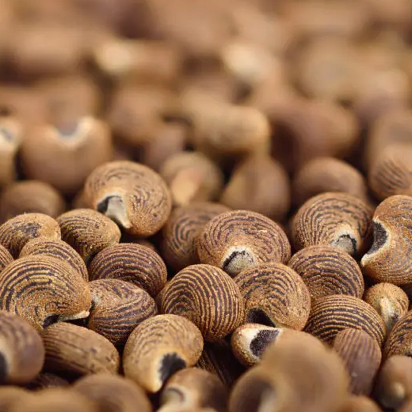 Ambrette seed Oil Co2