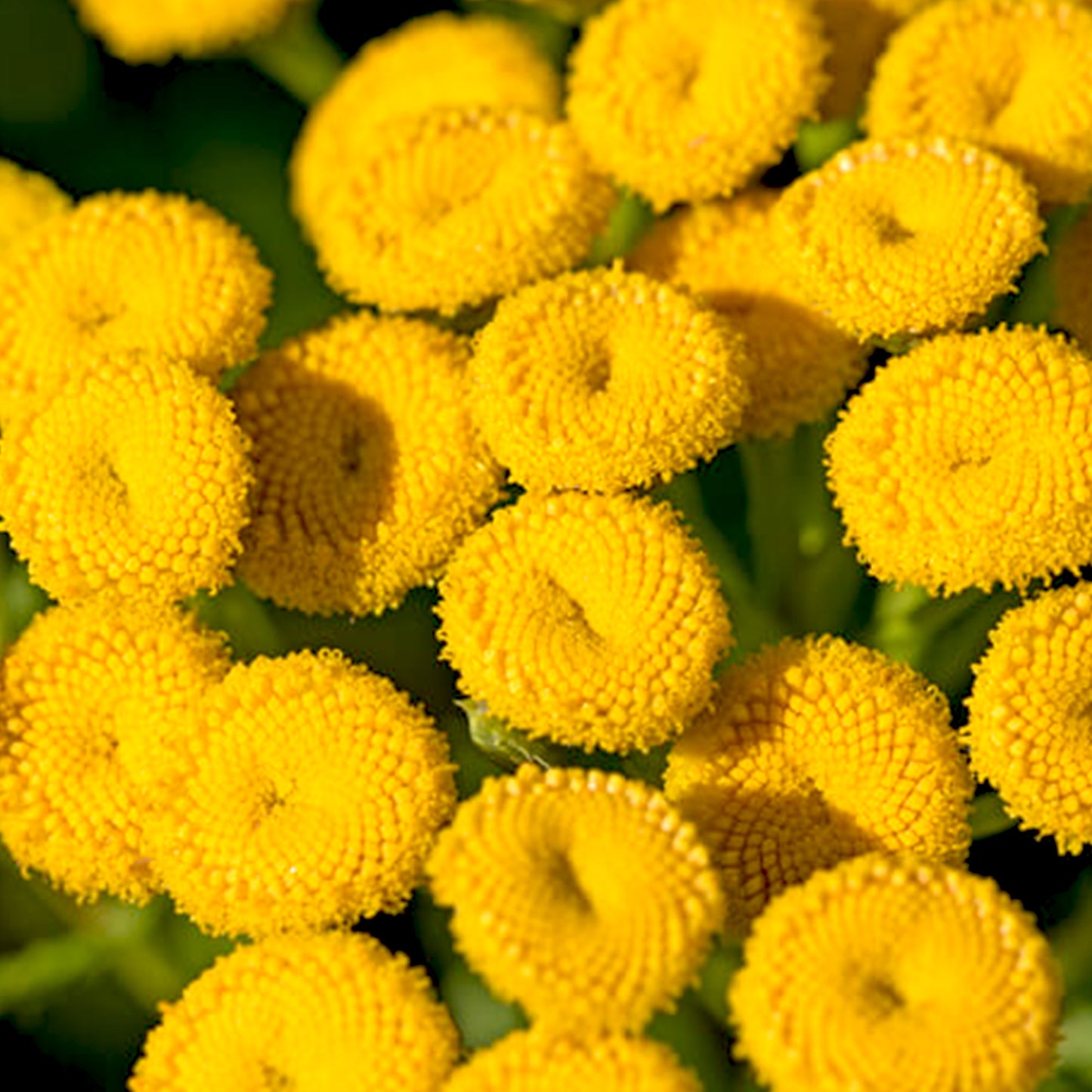 Blue Tansy Essential Oil