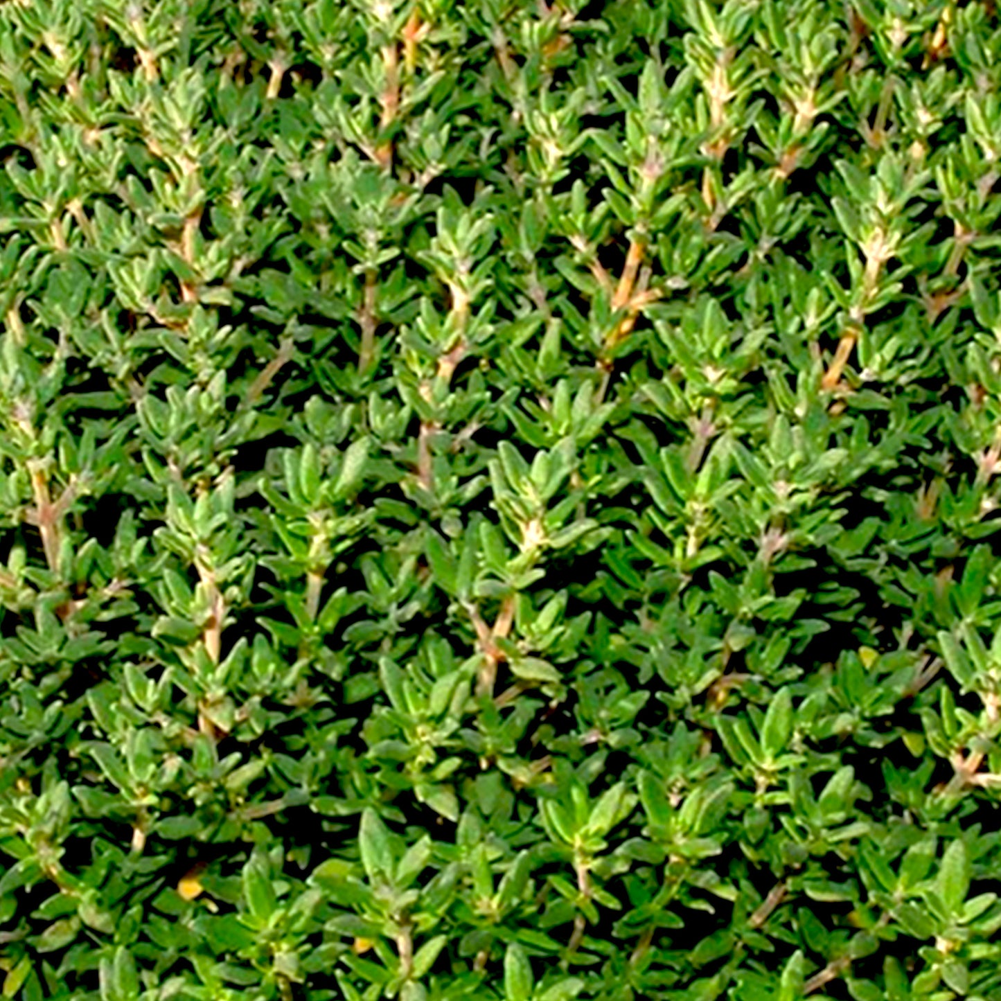 Wild Thyme Essential Oil