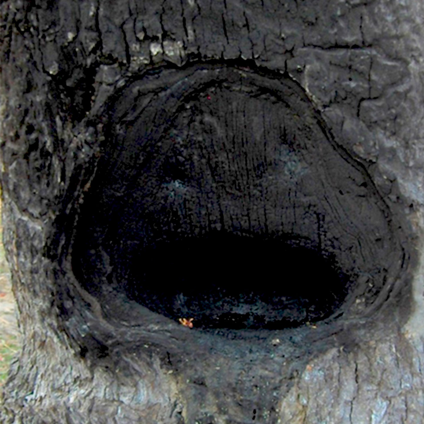 Gurjun Balsam Essential Oil