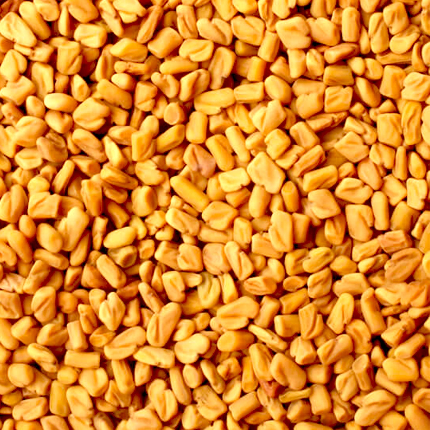 Fenugreek Absolute