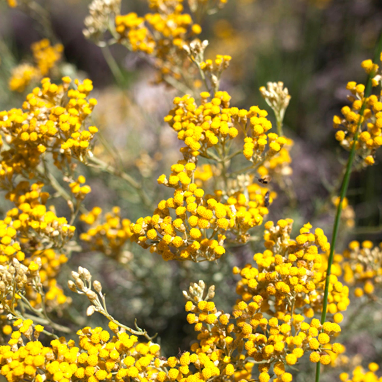 Helichrysum Absolute