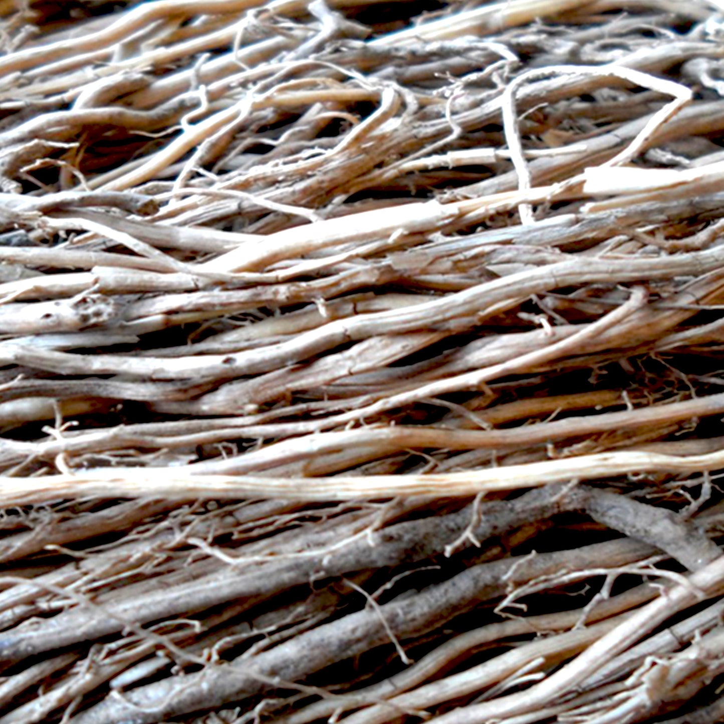 Lovage Root Essential Oil