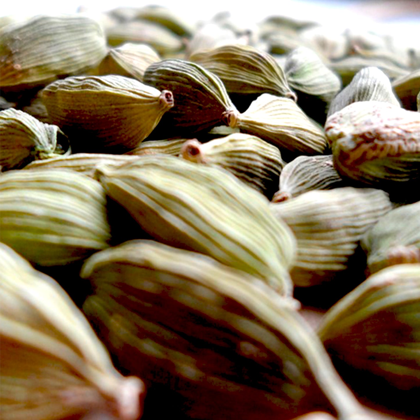 Cardamom Essential Oil