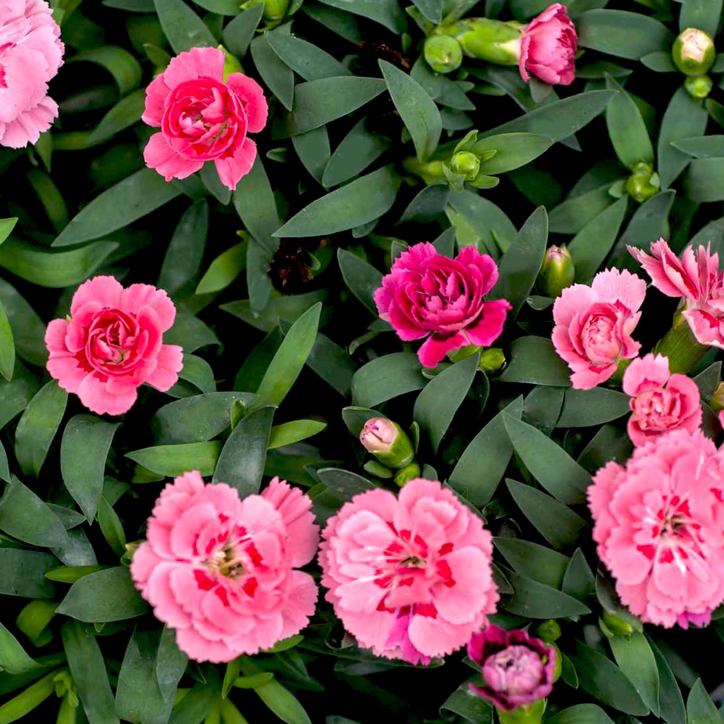 Carnation Oil (Reconstituted)