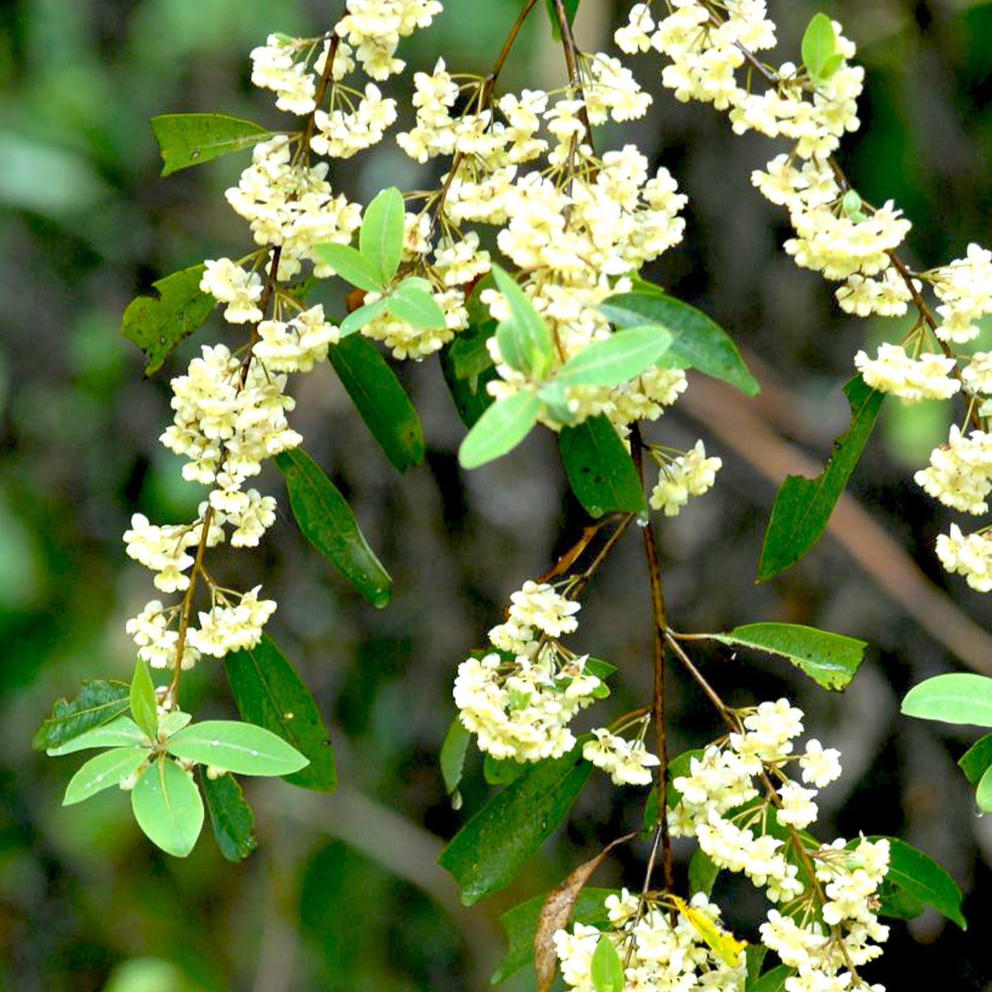 Litsea Cubeba Essential Oil