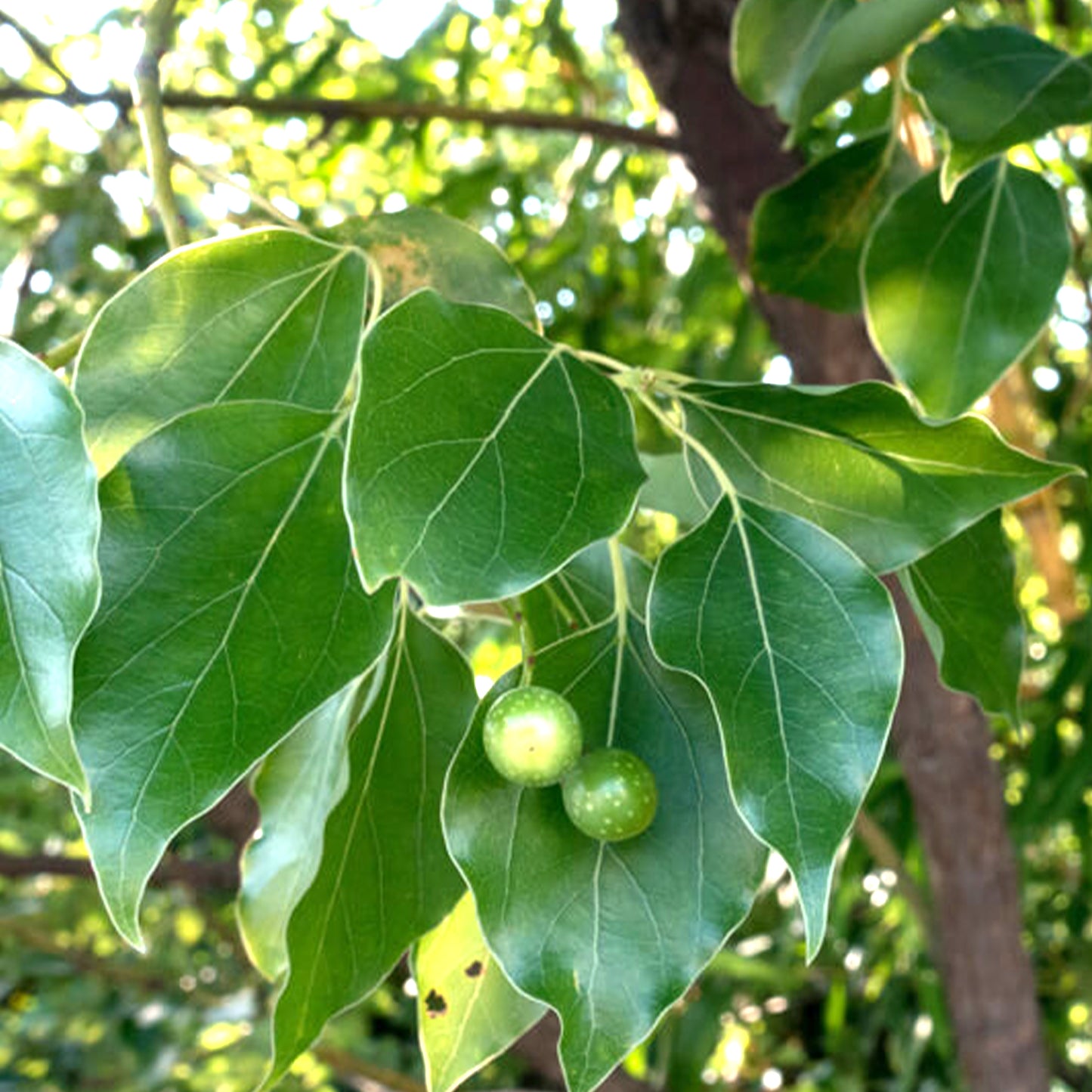 Ho Wood Essential Oil