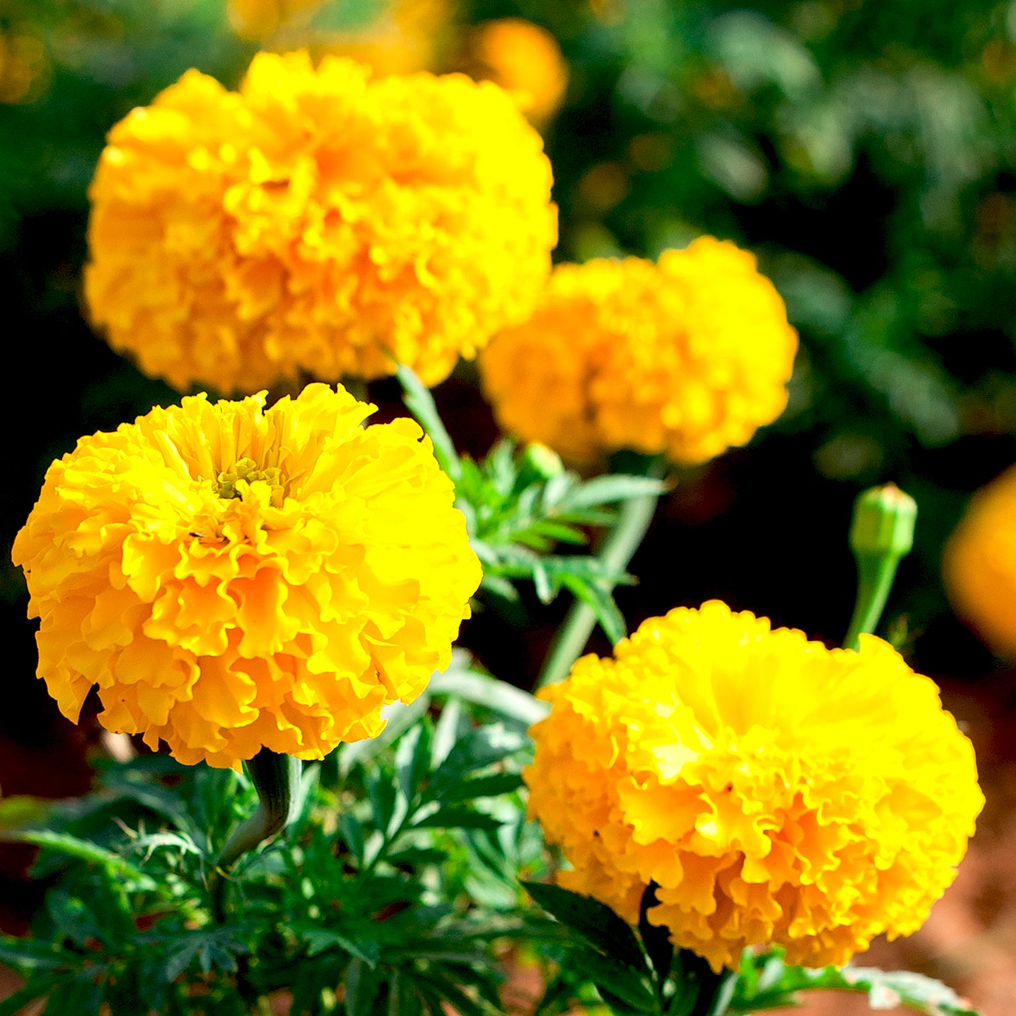 Marigold Tagete Essential Oil
