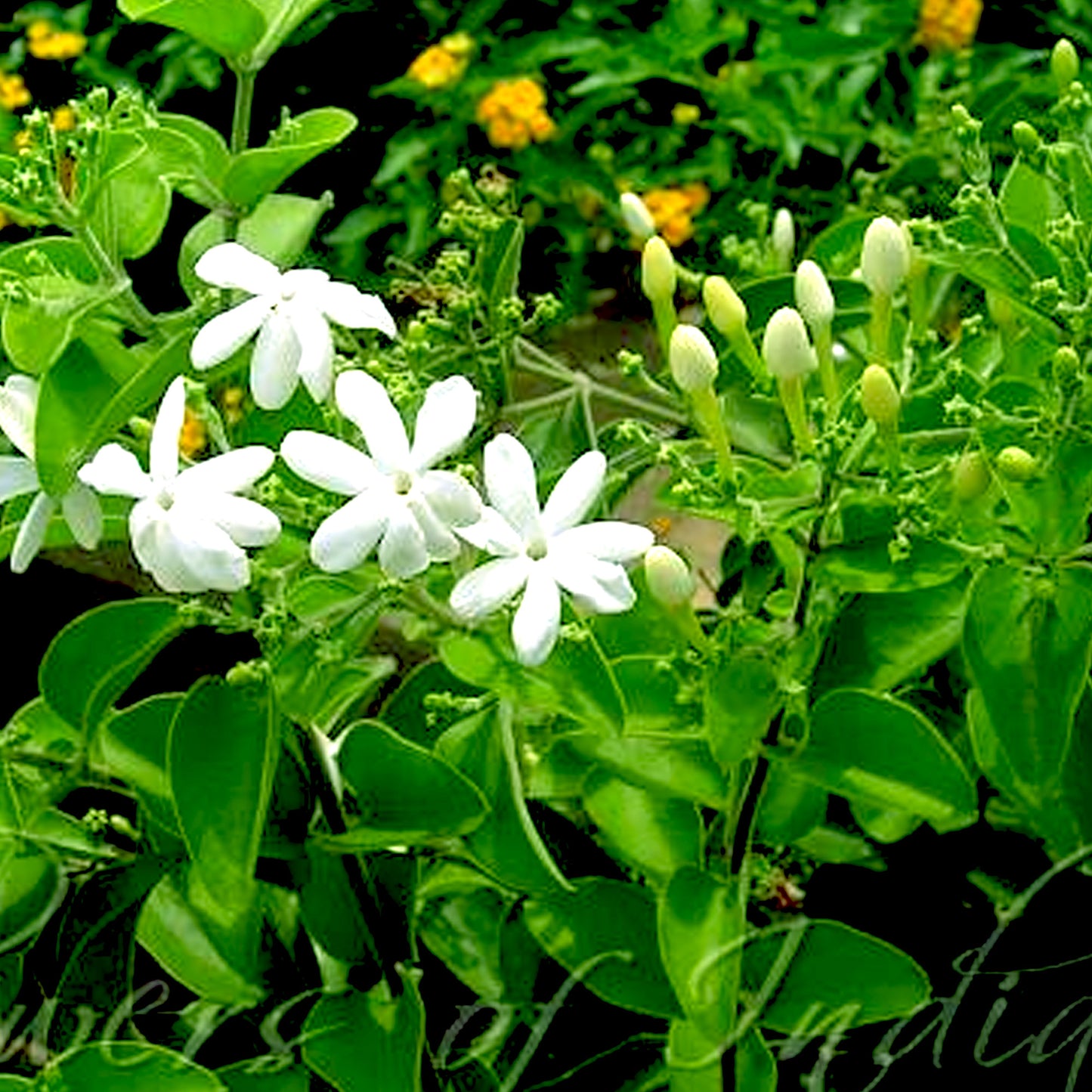 Jasmine Auriculatum Absolute (India)