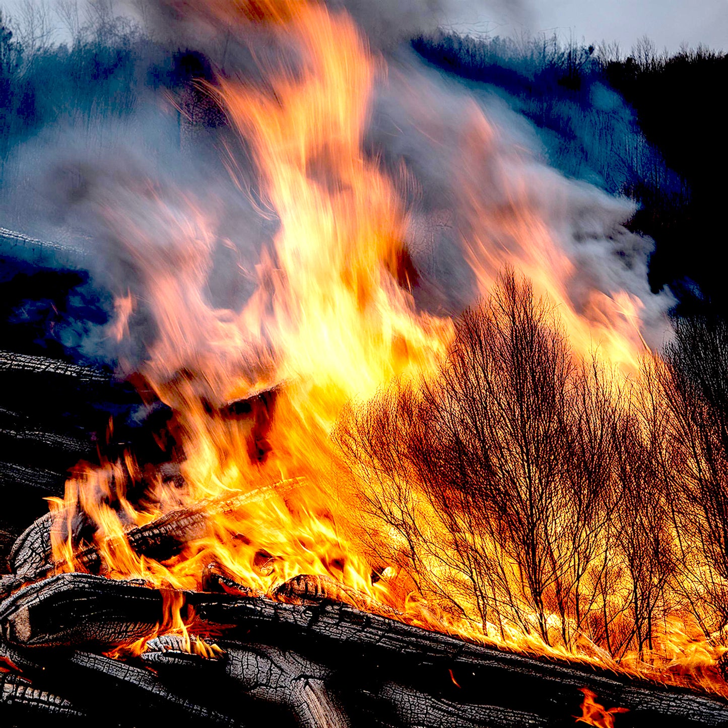 Wild Juniper Tar aka Cade Oil