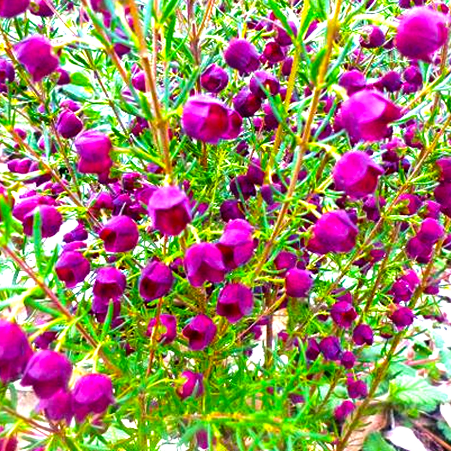 Boronia Absolute