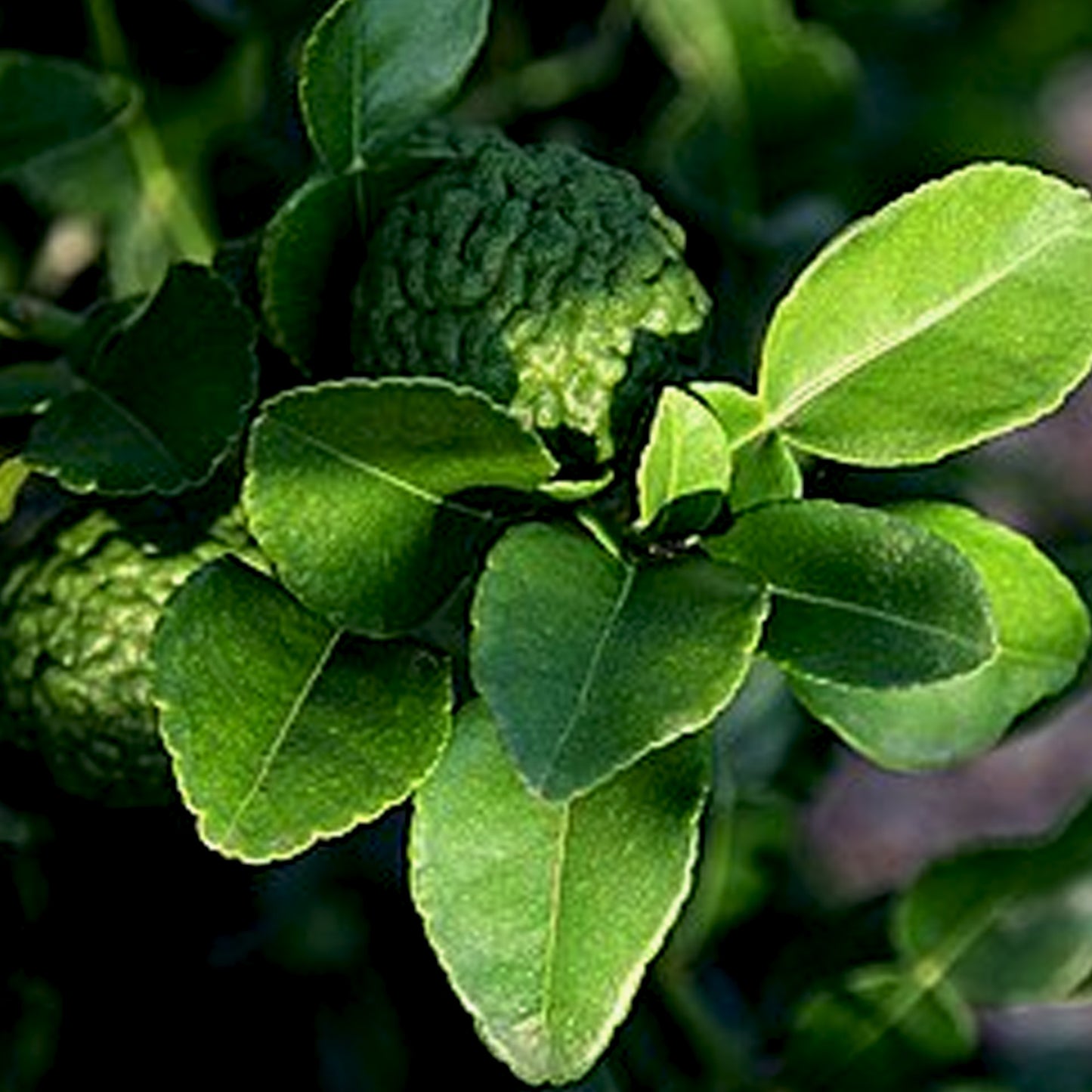 Combava Essential Oil