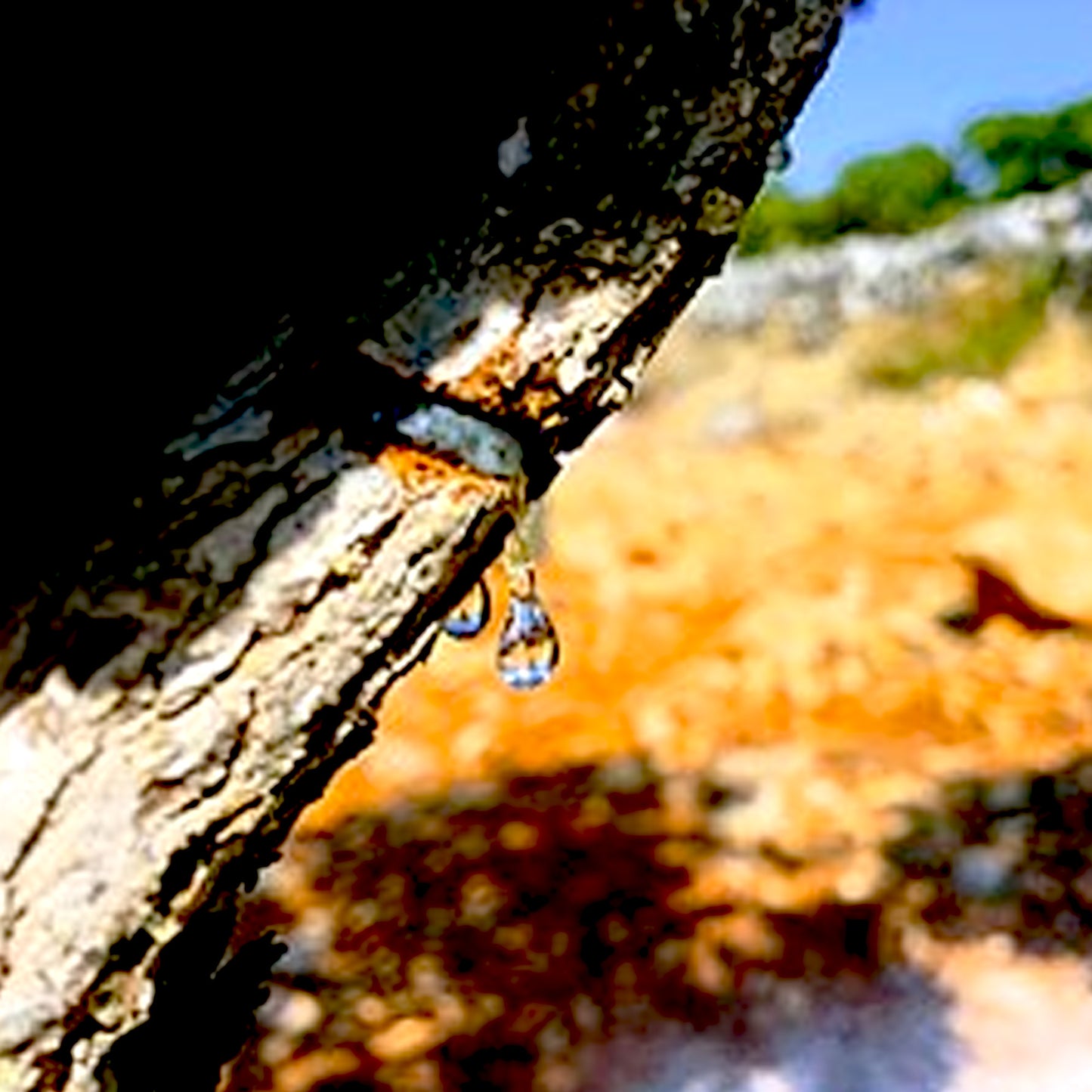 Mastic Essential Oil