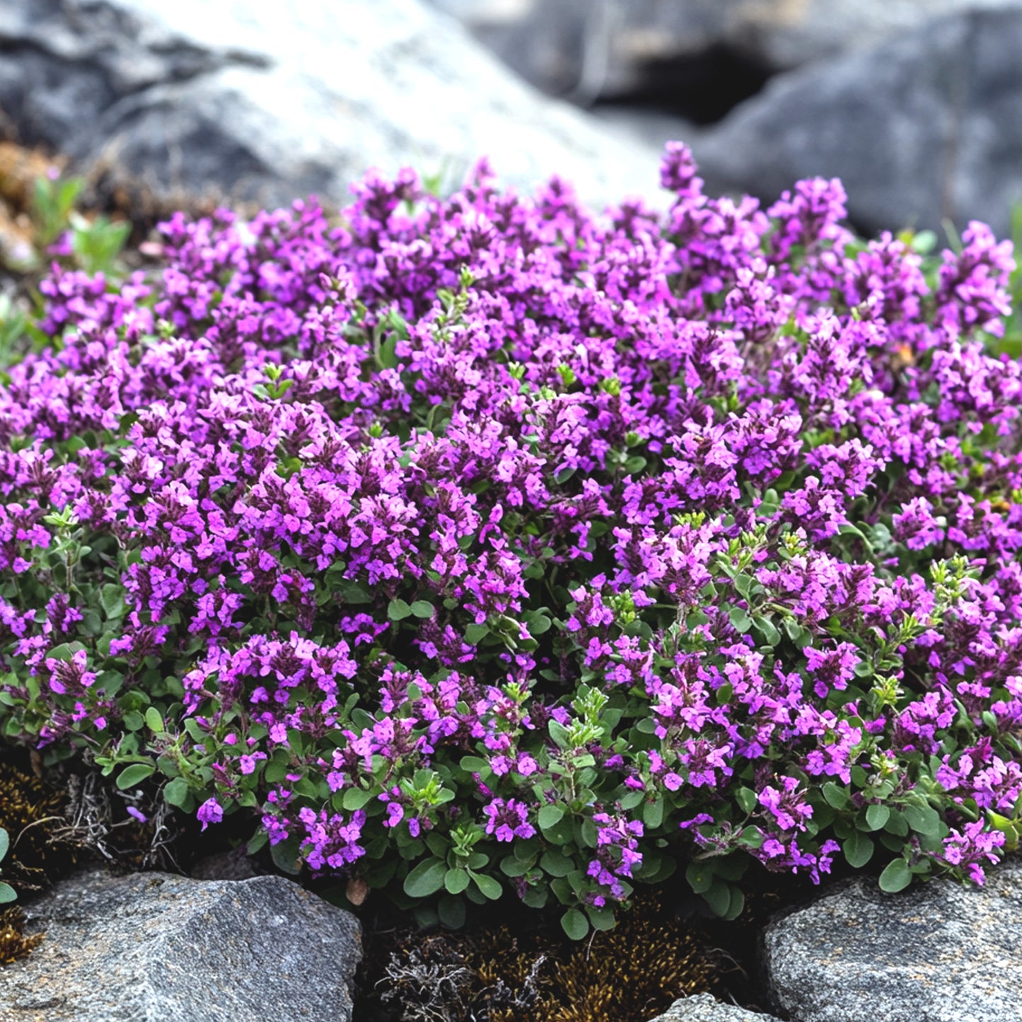 Red Thyme Essential Oil
