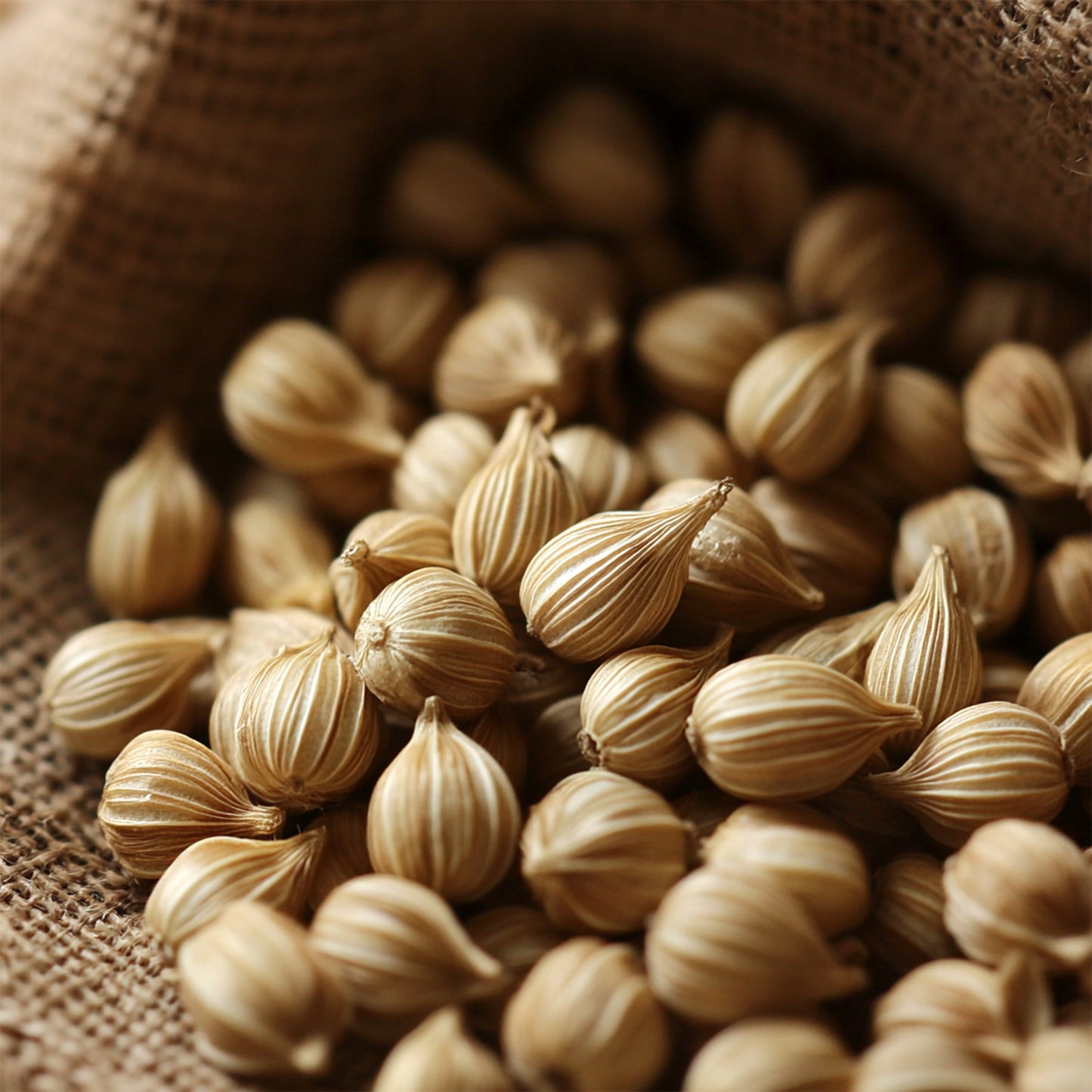 Coriander Seed Essential Oil