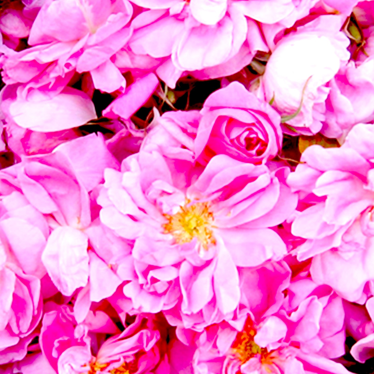 Rose Absolute Hasayan (India)