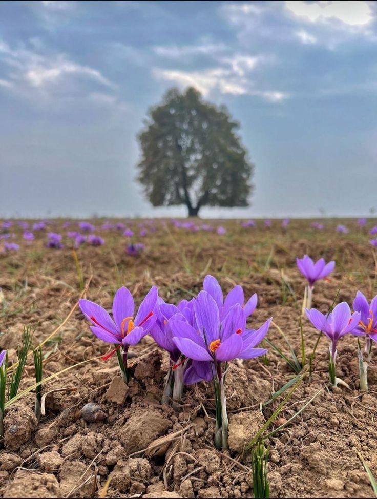 Saffron Absolute CO2 Extract in PG