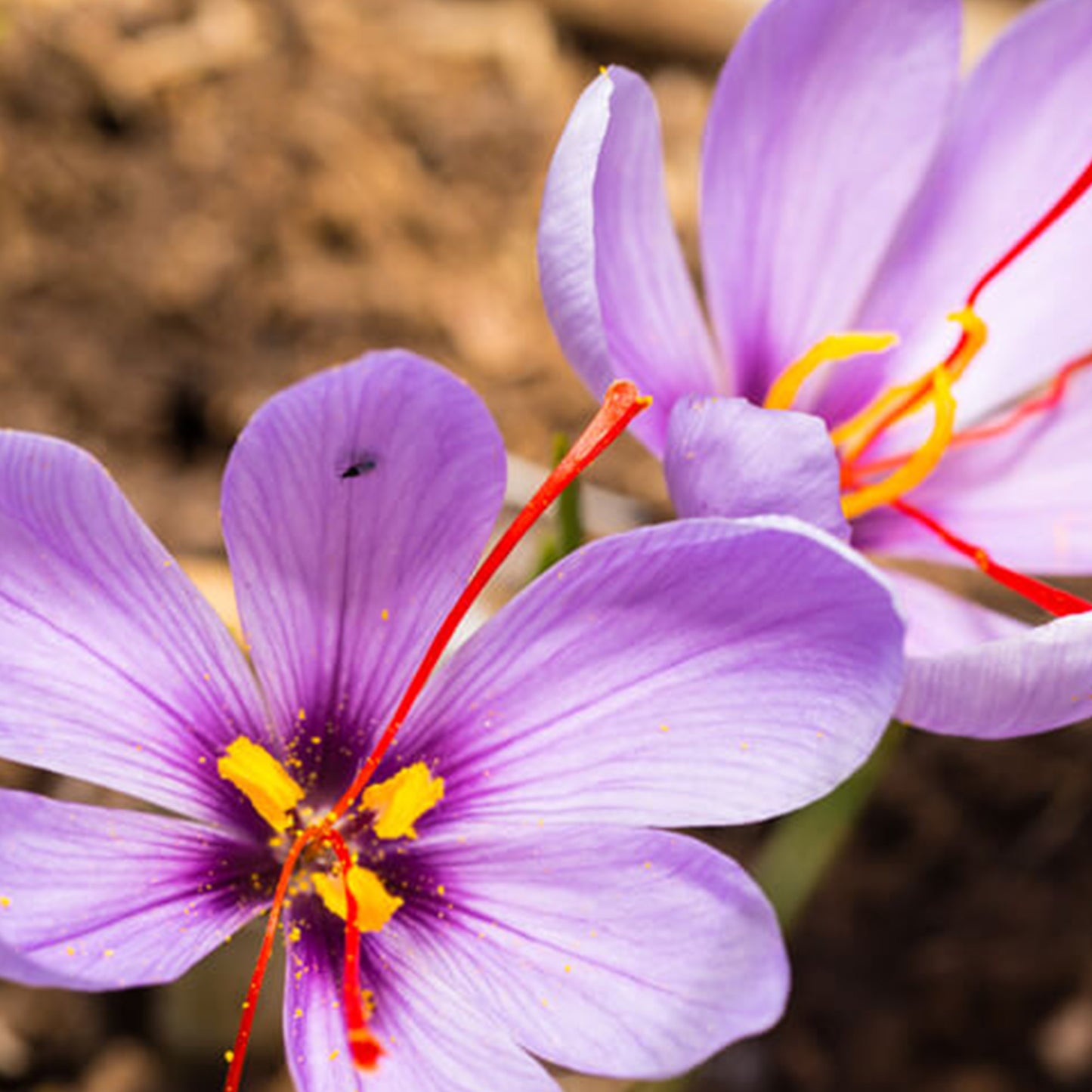 Kashmir Saffron oil 5% MPG