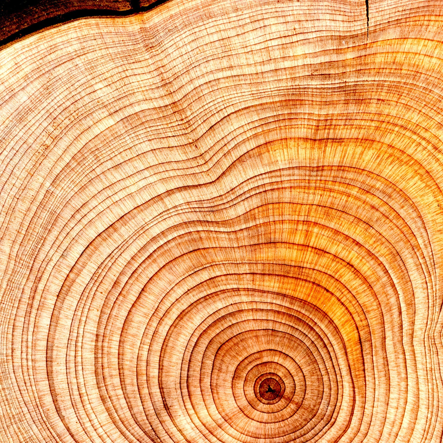 Premium Sandalwood Oil Co2