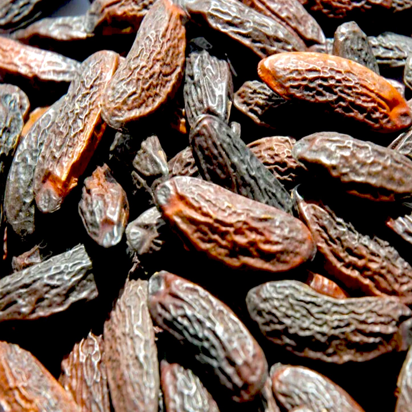 Tonka beans Absolute