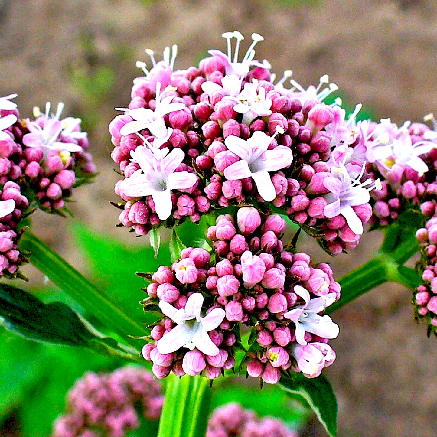 Valerian Root Essential Oil