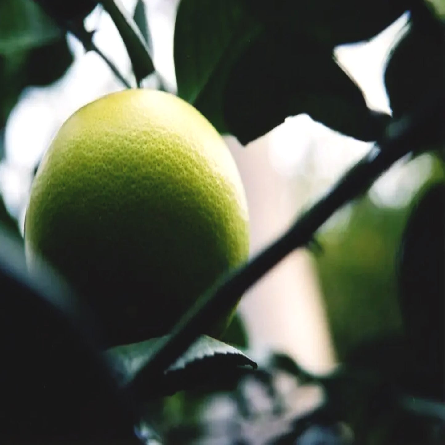 Grapefruit Oil - 5 fold