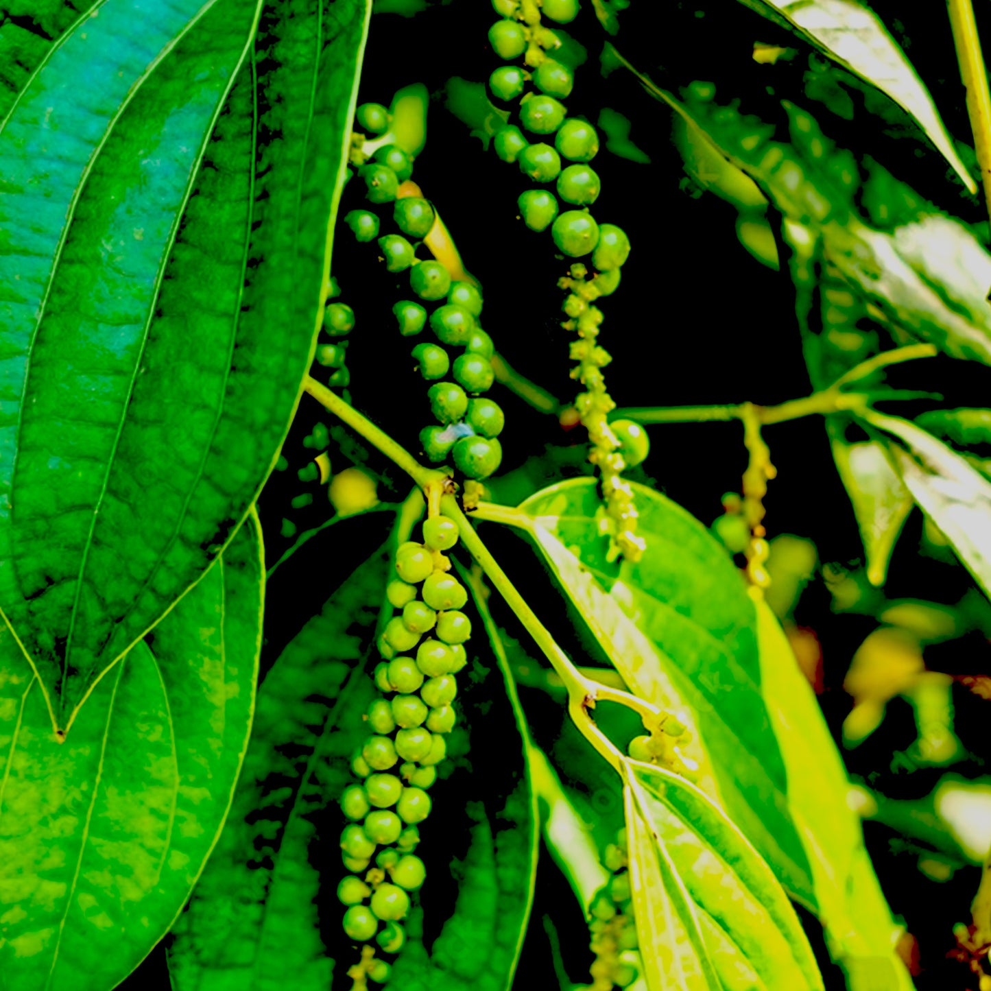 White Pepper Essential Oil - CO2 in 46% TEC