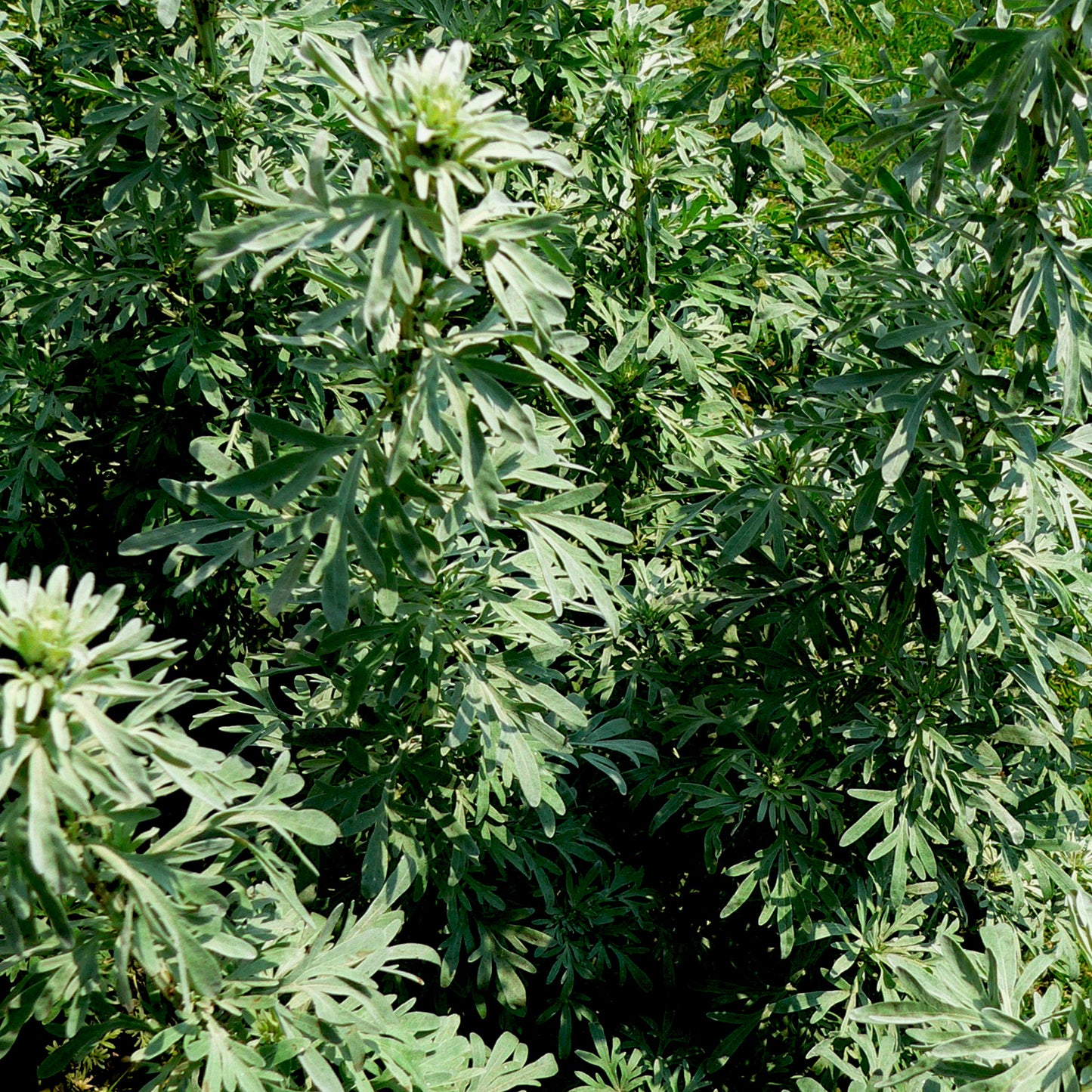 Wormwood Essential Oil