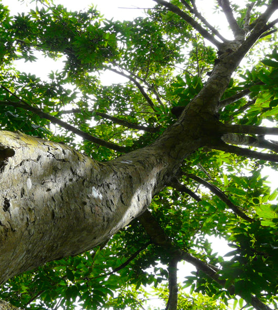 Elemi Heart Essential Oil