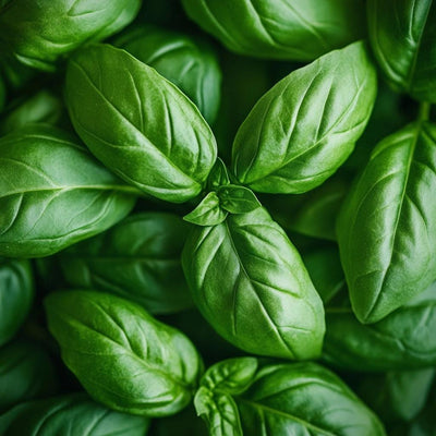 Basil Essential Oil - Extra Linalool Oil