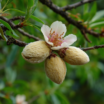 Benzaldehyde Natural - Cherry