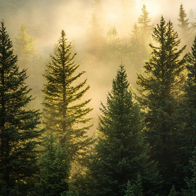 Beta Pinene Natural