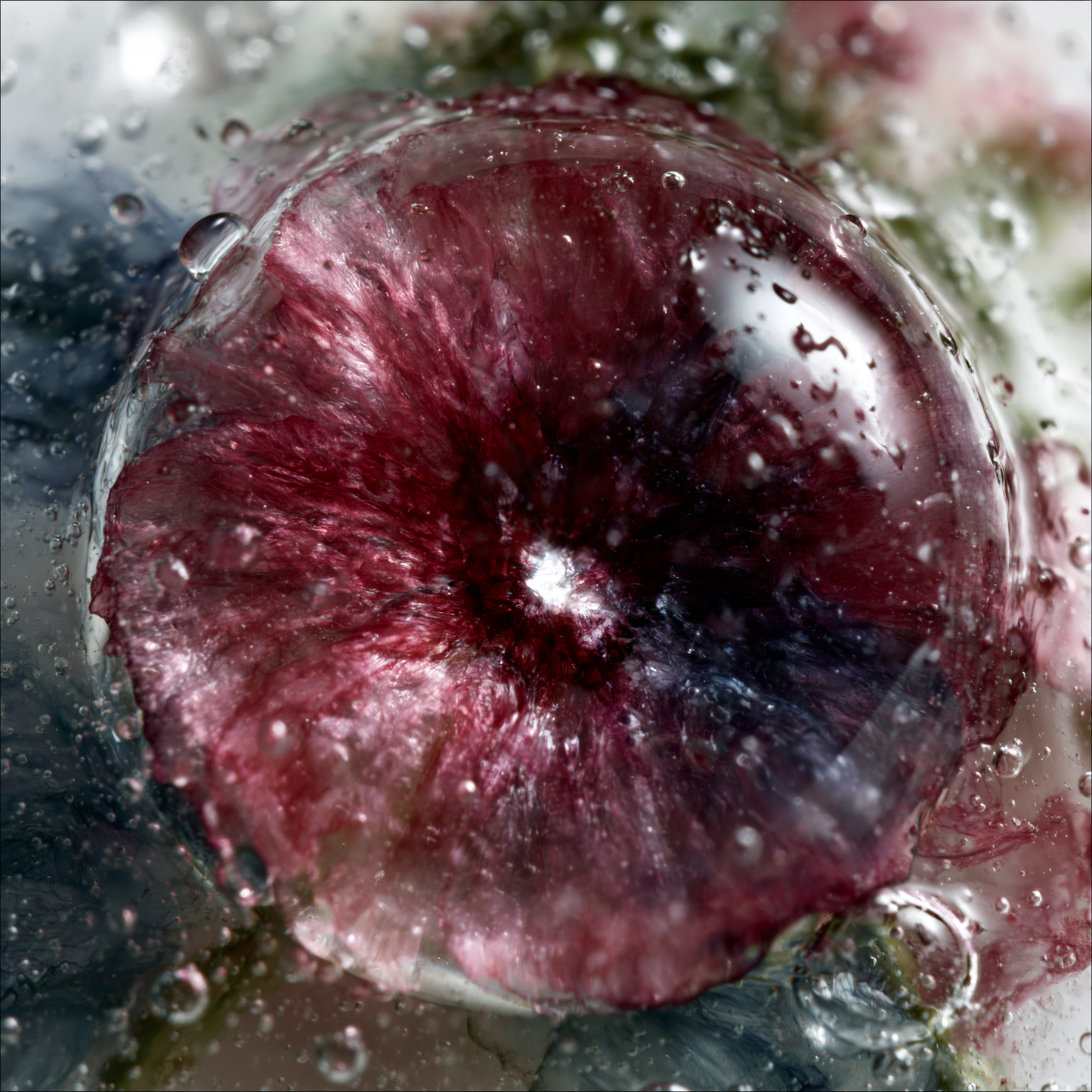 Blackcurrant Absolute - Premium Grade - Colorless