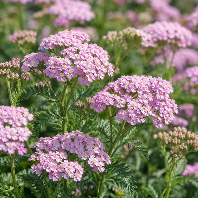Blue Yarrow EO - Bulgaria A+ Grade