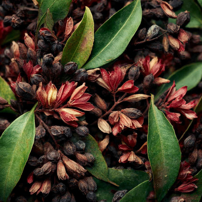 Clove Leaf Oil (Rectified)