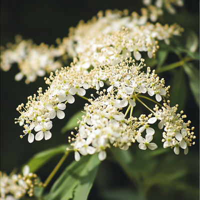 Elderflower Absolute