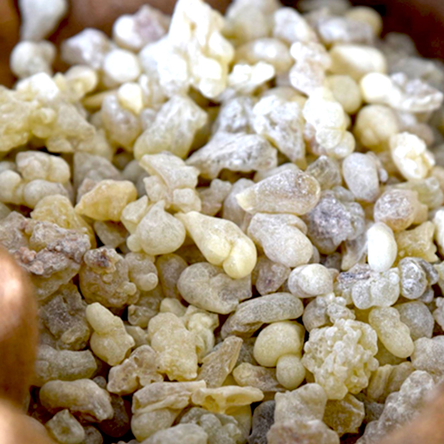 Royal Hojari Frankincense (Oman)
