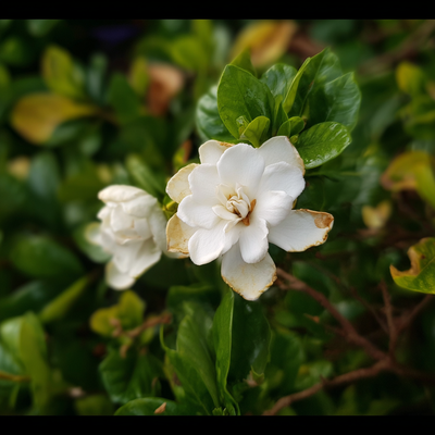 Gardenia Jasminoides (Vietnam)